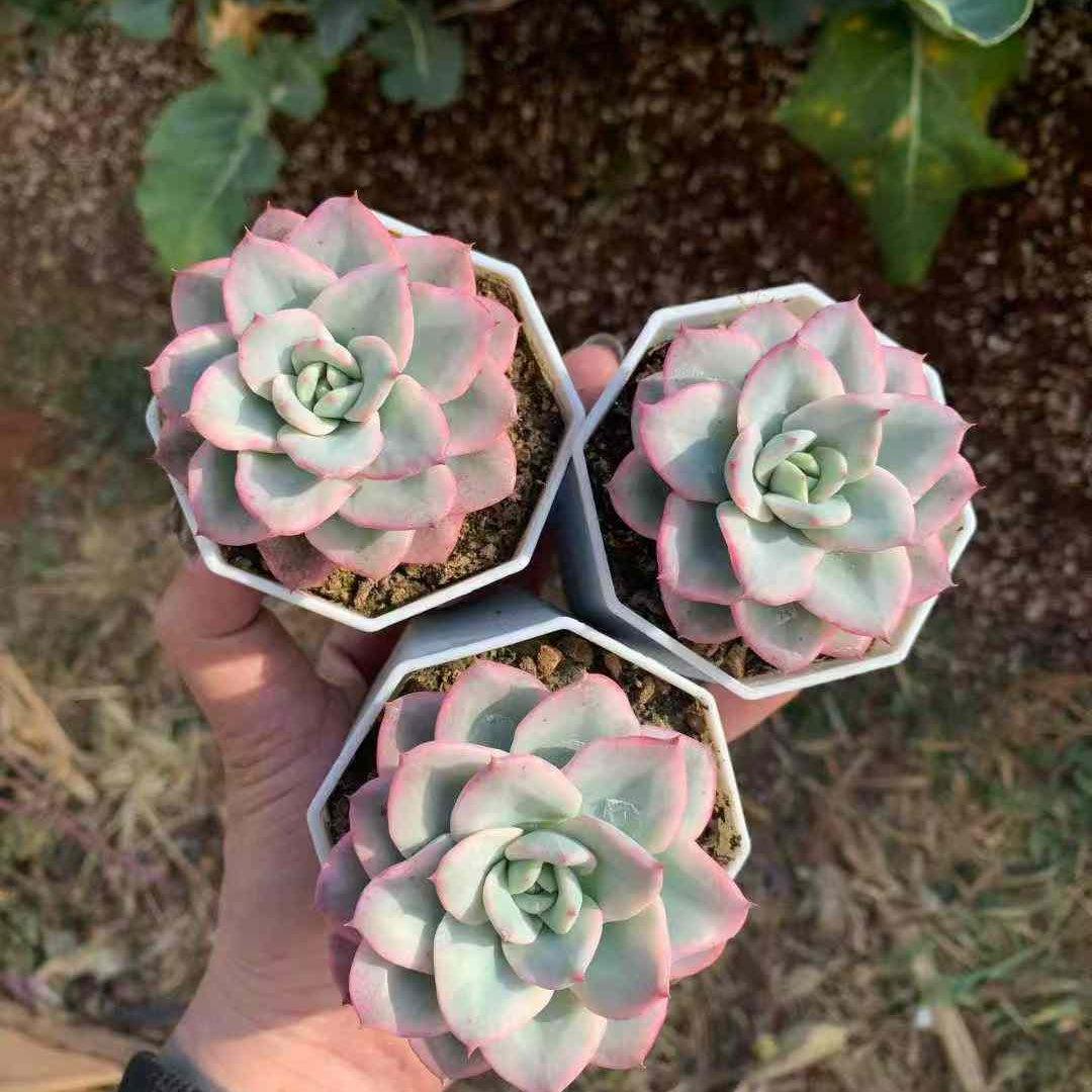 26215 ピーチス＆クリーム錦