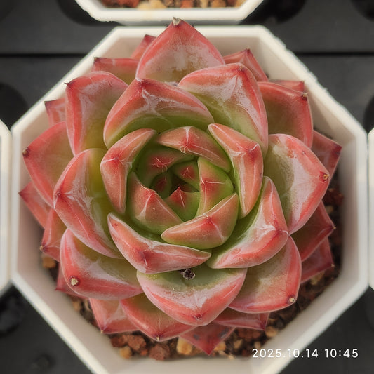 WWA325 キャラメル（7cm pot）