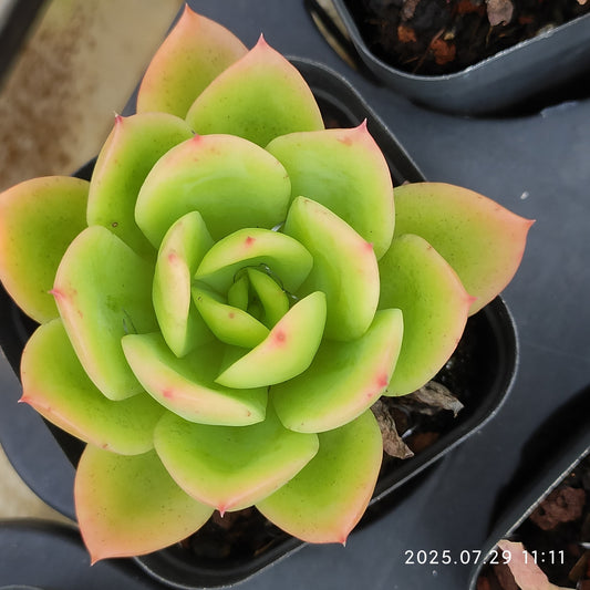 ZZA167 ゴールドブリリアンシー（7cm pot）
