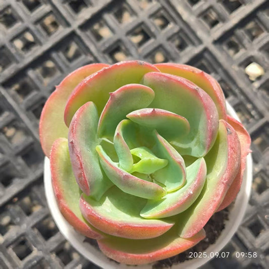 FFH358 ピーチプリデ（5.5cm pot）
