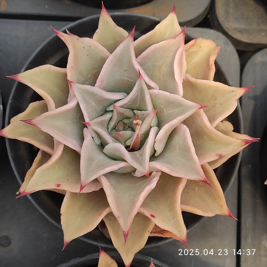 HM131 マディバ（9cm pot）