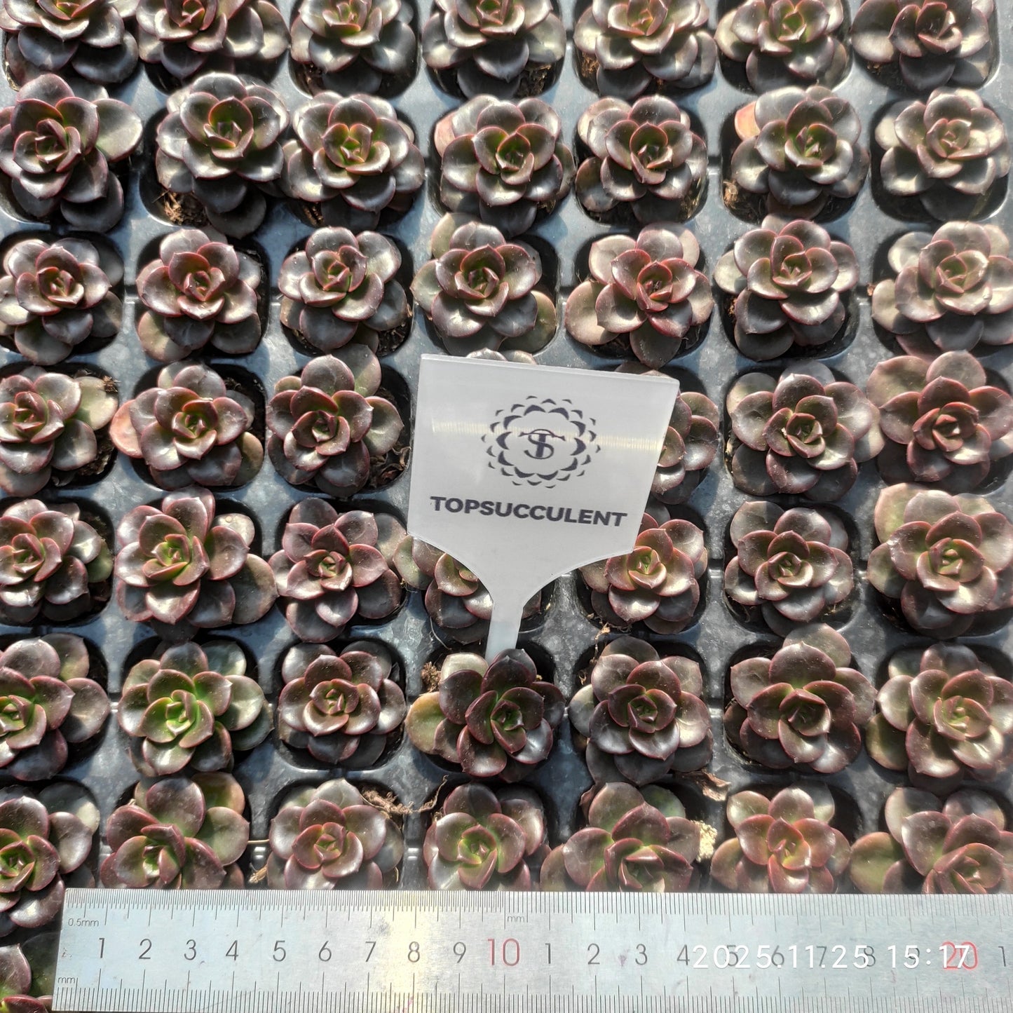 220641 チョコレート（3cm pot）（ポット苗）