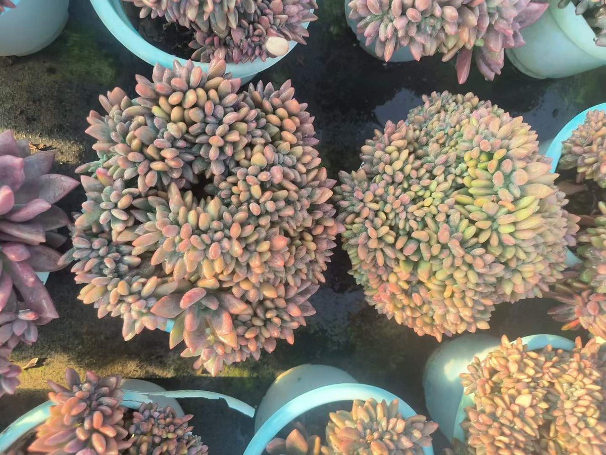 27036 ルビードナ綴化