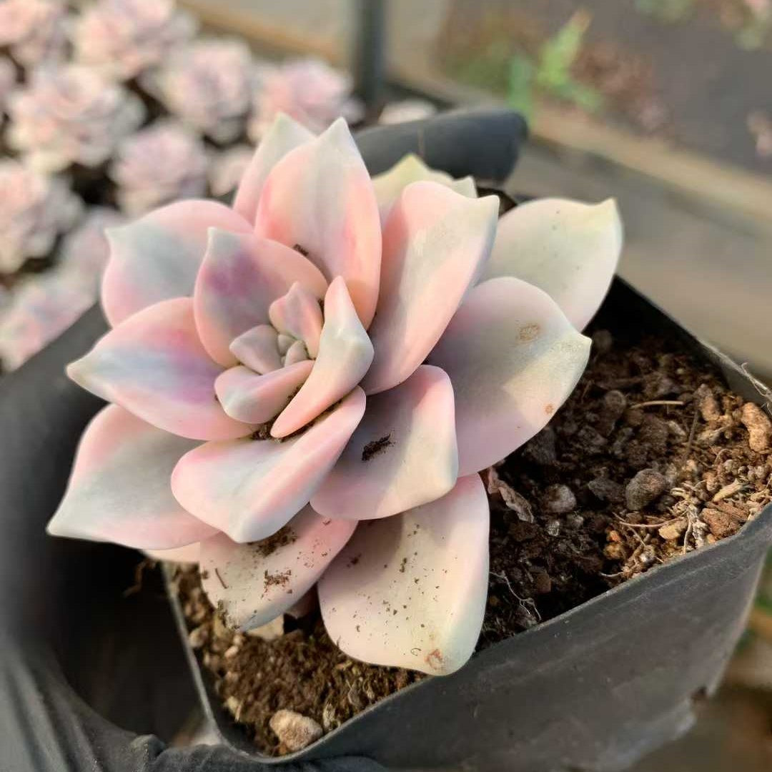 22327 スノーホワイト錦