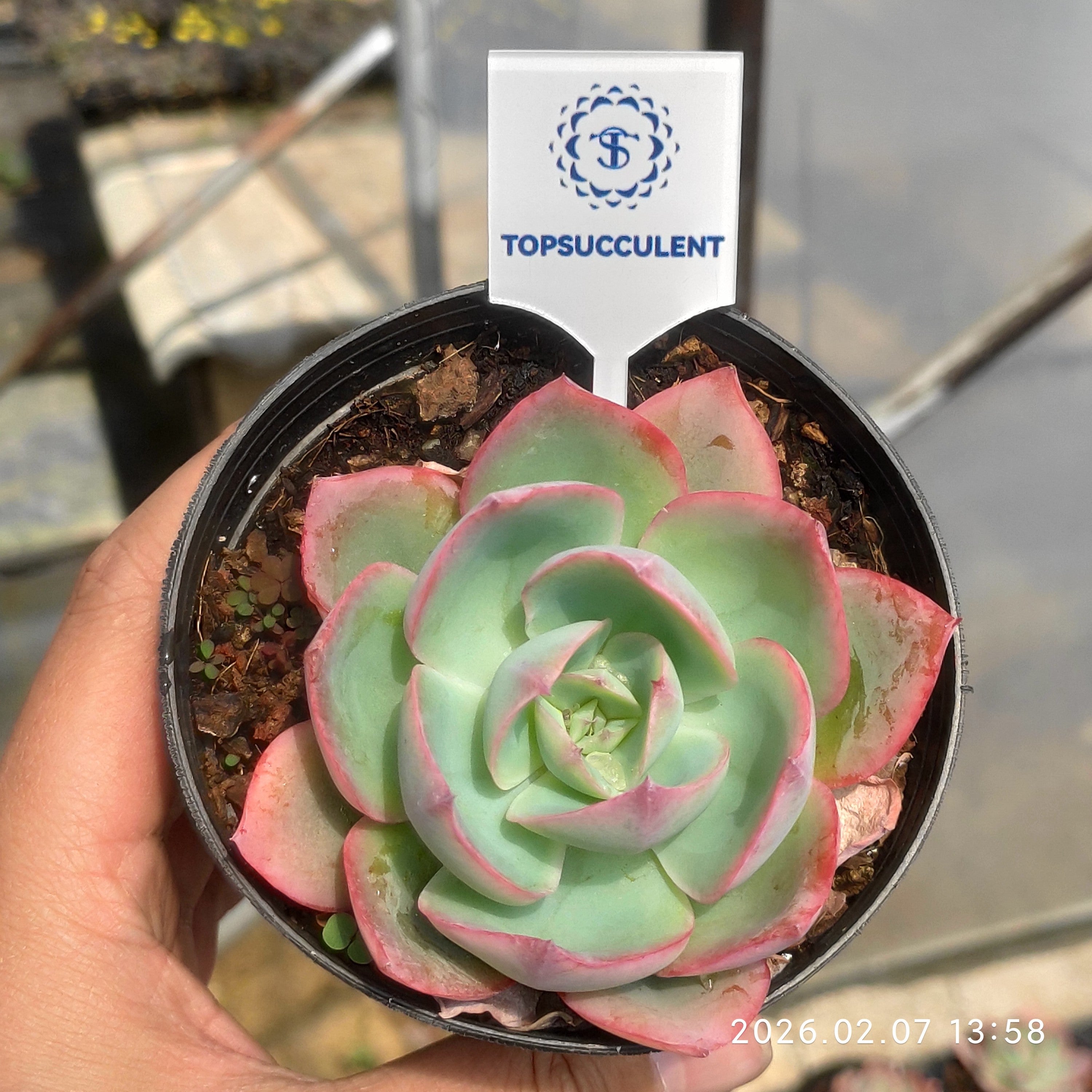 商品一覧 – Top Succulent®