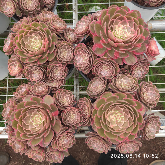 YS271 バンクェット（17cm pot）