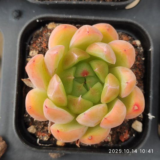 WWA299 アイス　マウンティン (5.5cm pot)