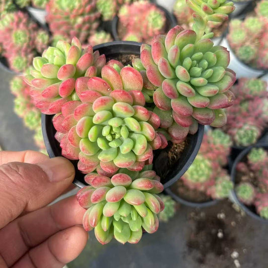 24087 ストローブレ　ムース