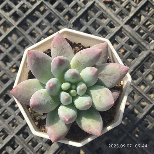 FFH341 エンジェルスフィンガー（6.5cm pot)