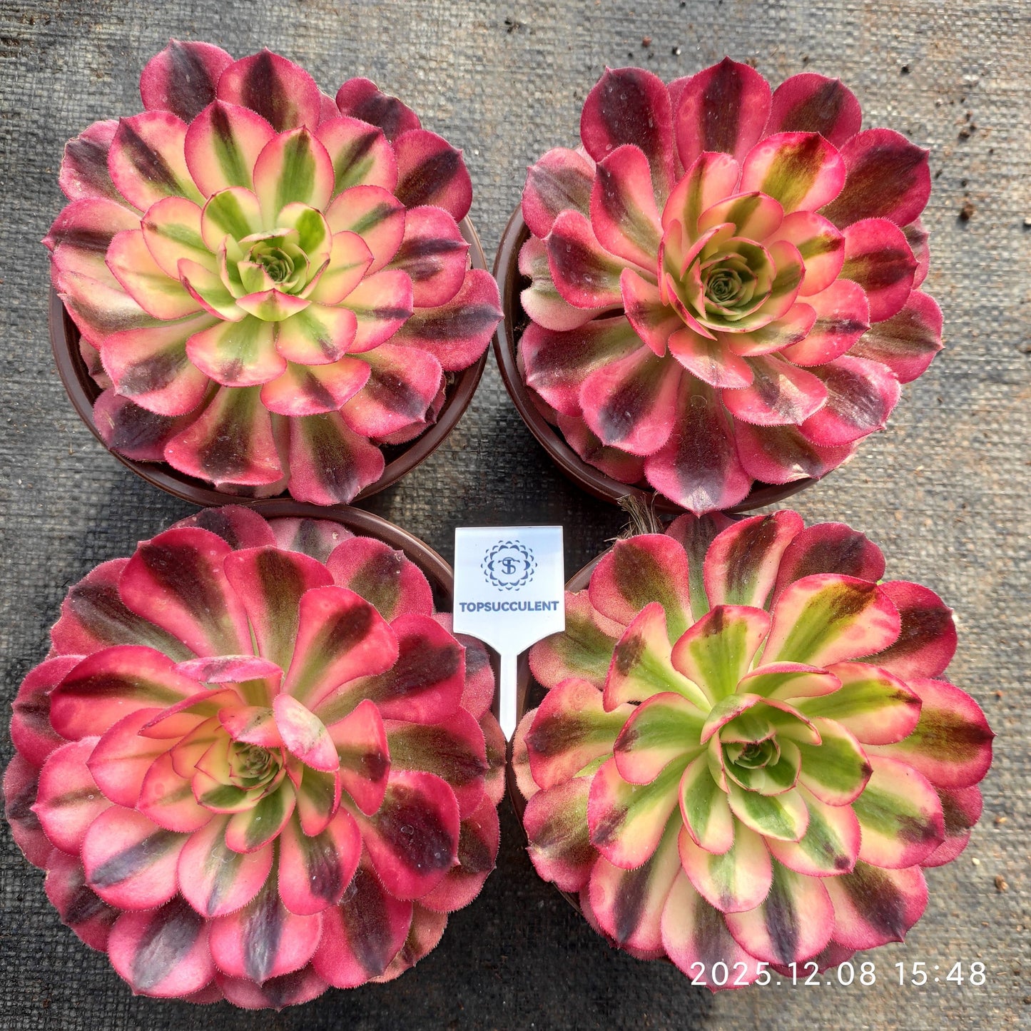 23330 クラウド・ロータス（18cm pot）