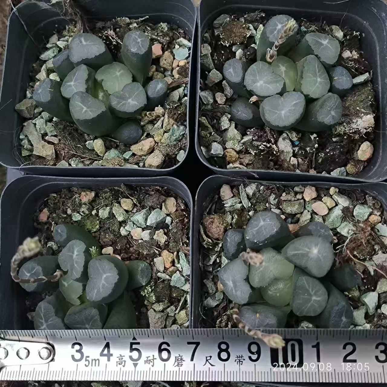 13199 フオグレンズ