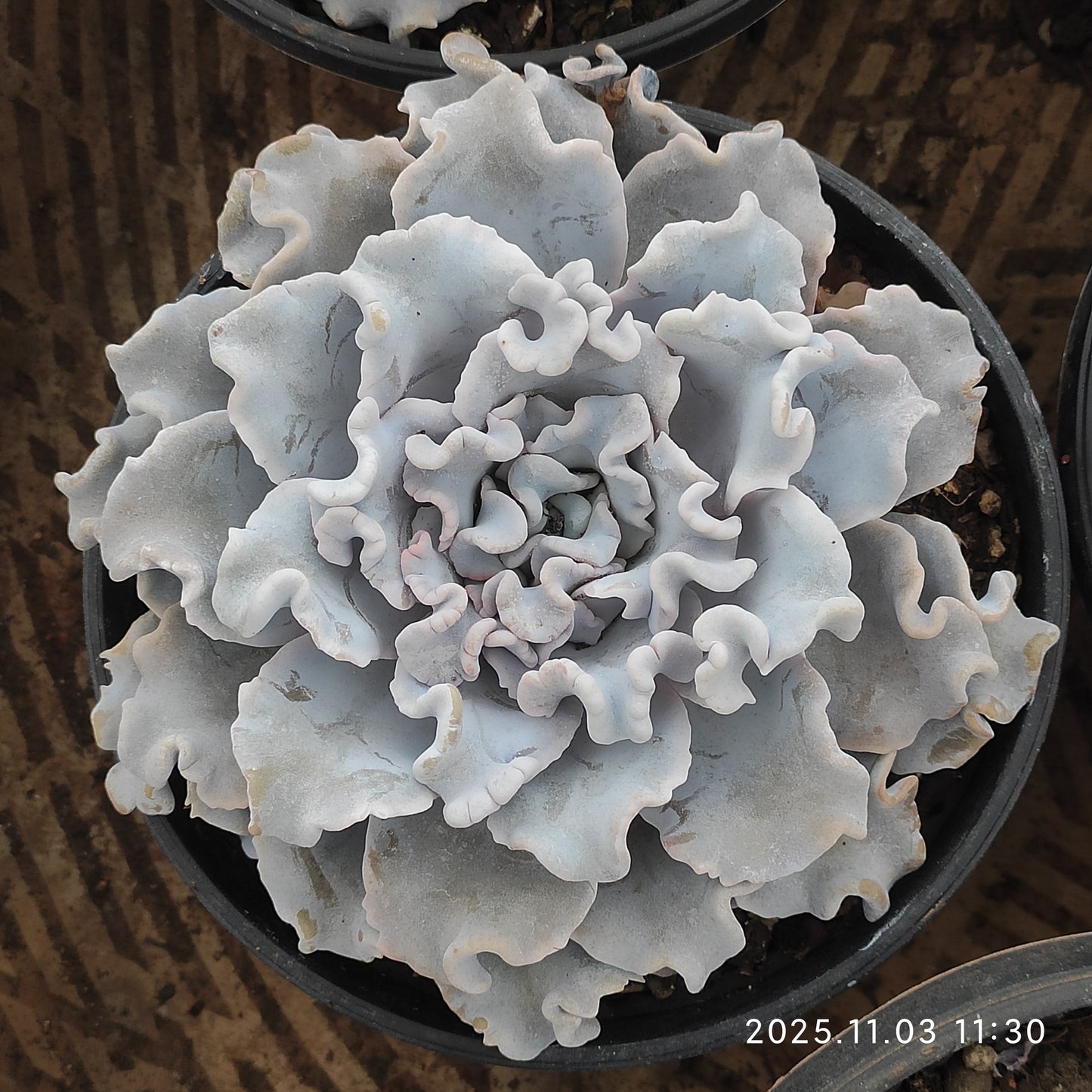 22326 クリスペートビューティ（16cm pot）