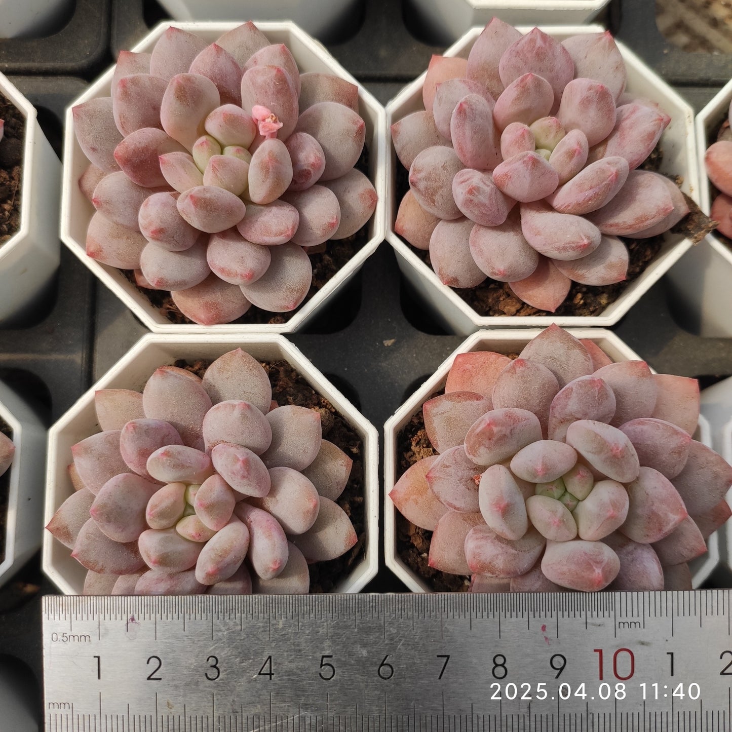 WWA209 ベービー　ドリーム (7cm pot)