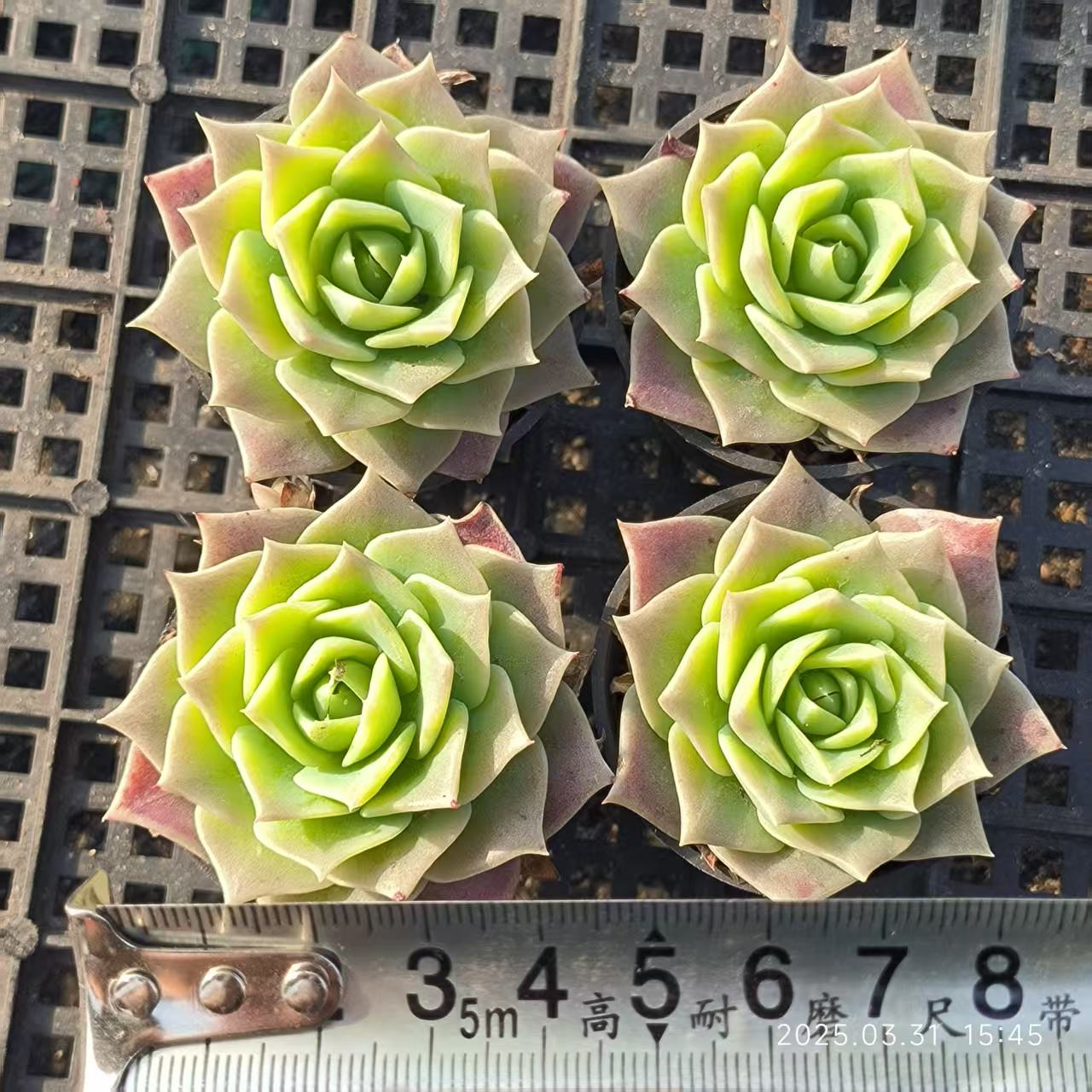 HH071 マクドガリー（5cm pot）
