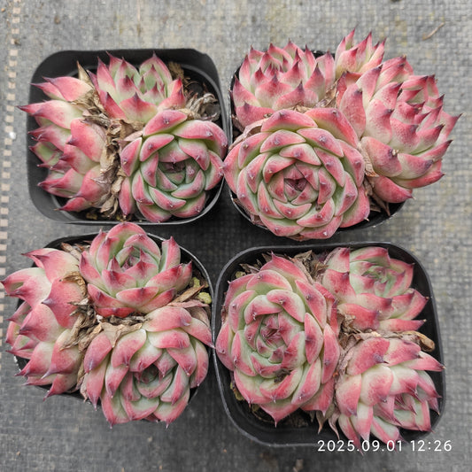QN769 コロラータ（6.5cm pot）