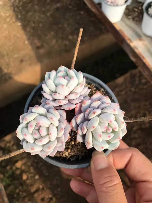 T26461 ジェイドモンロー