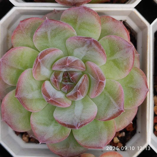 HG086 アメイジング　グレース x デア　デビル（7cm pot）