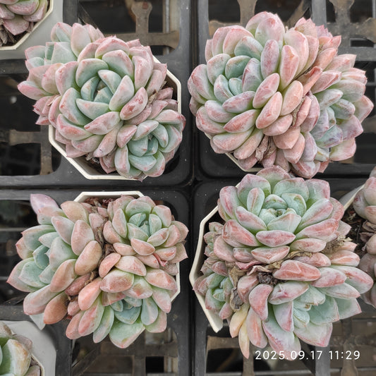 NGN784 アイスドール（7cm pot）