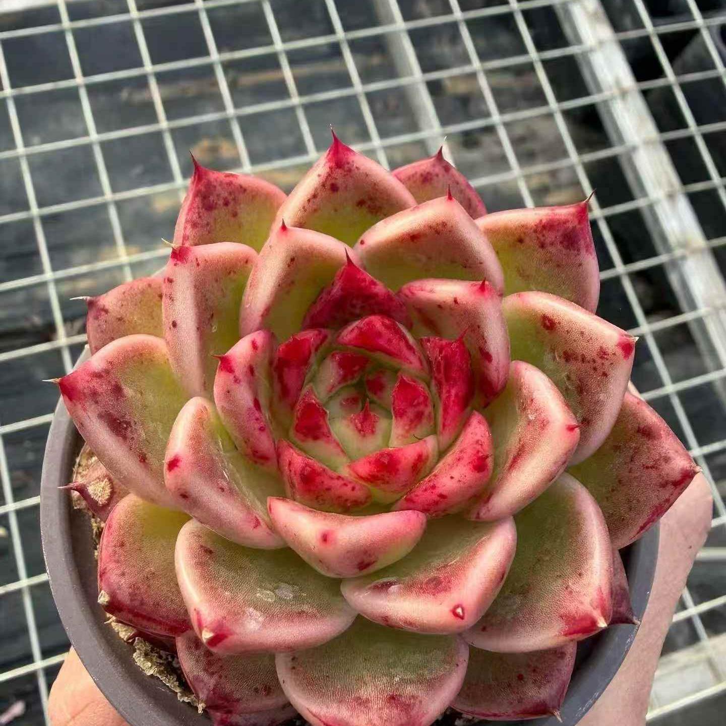 23412 ジュディ（9cm pot）