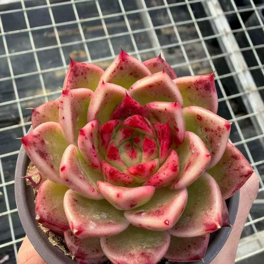 23412 ジュディ（9cm pot）