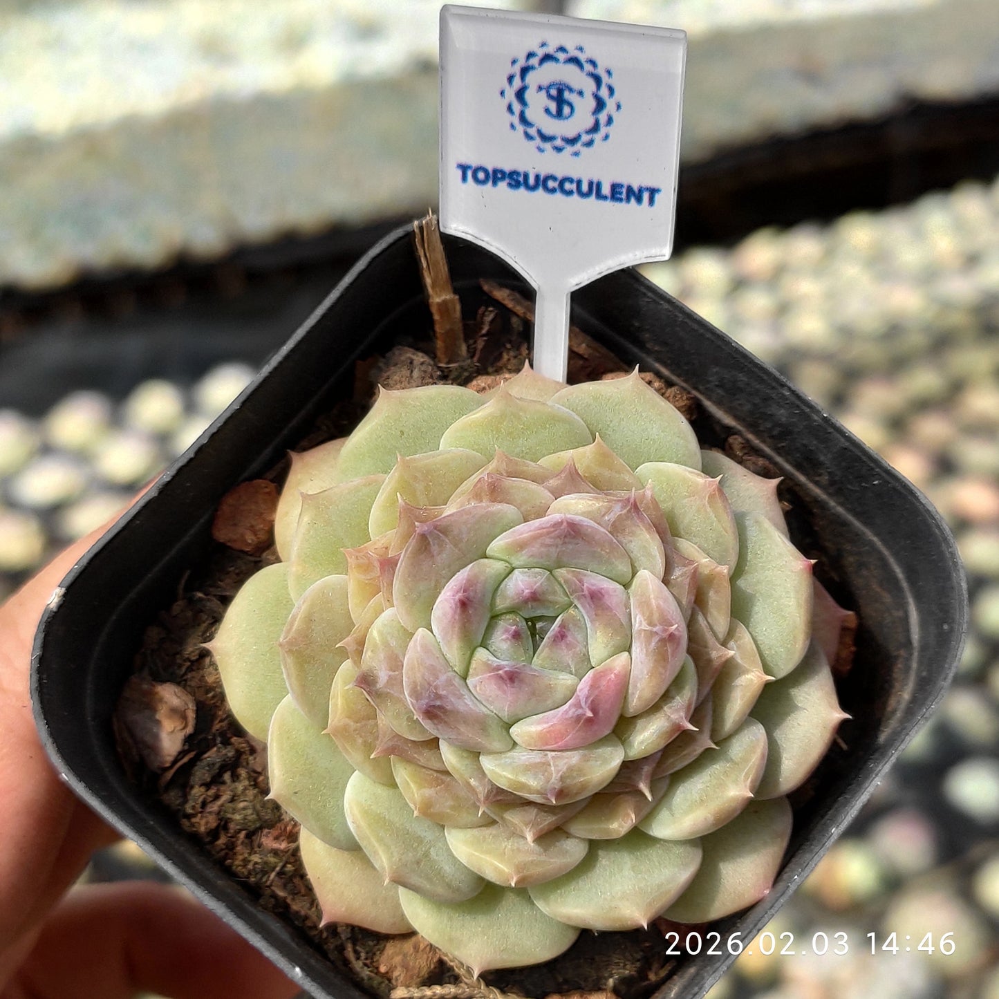 25680 ジェリー グミーズ