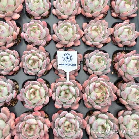 24371 スターマーク