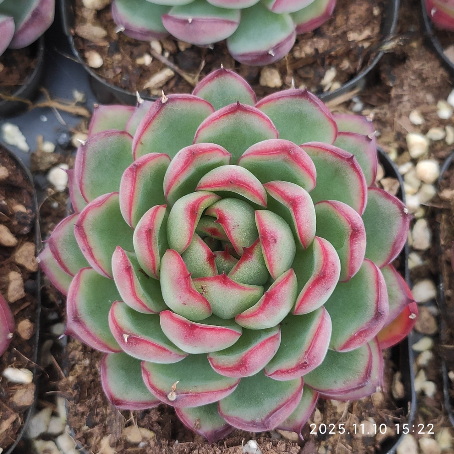 80566 ムーン　ストーン x メクシッコー　プリーダンズ（6.5cm）