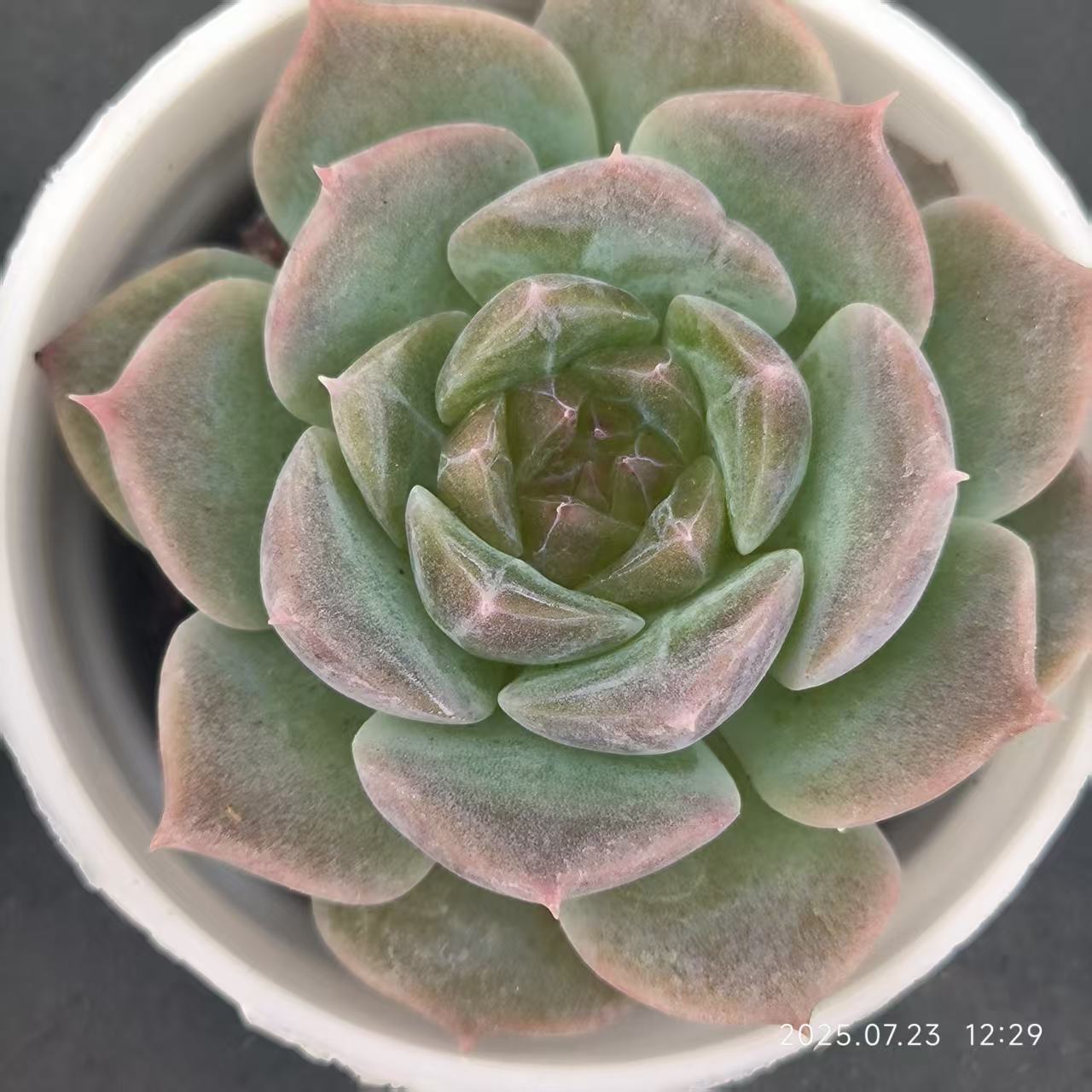 XL124 ロリジェニー（5cm pot)