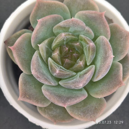 XL124 ロリジェニー（5cm pot)