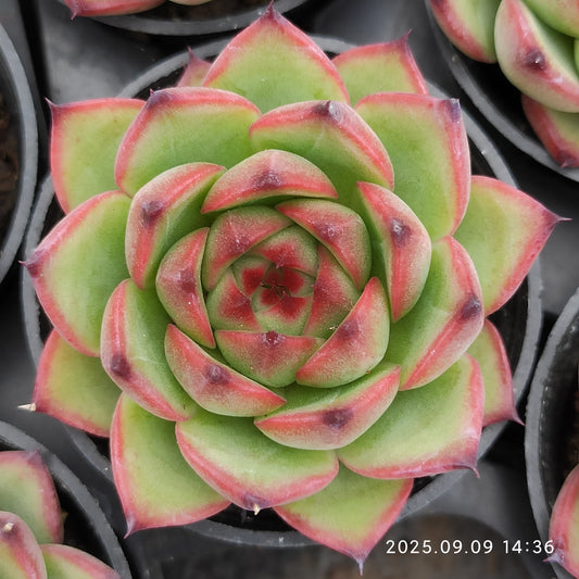MMT379 ムーンストーン （5.5cm pot）