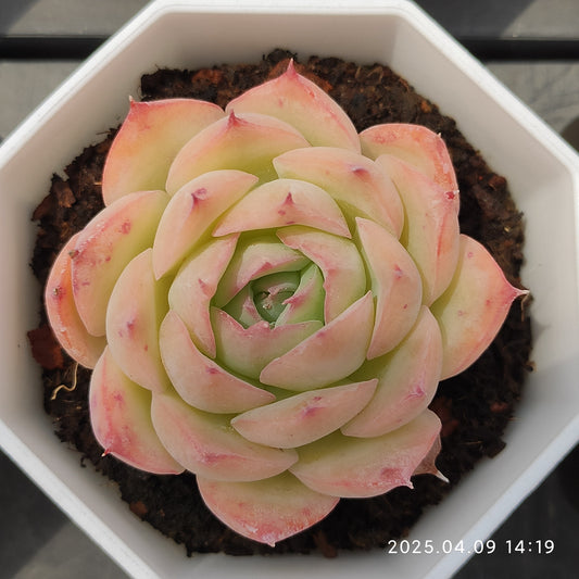 YBB192 シルエット（7cm pot）