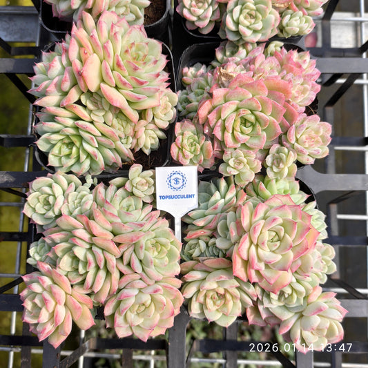 24719 クイーンHyb