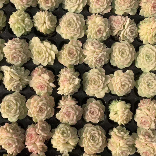 25439 ホワイトスワン（白鳥）