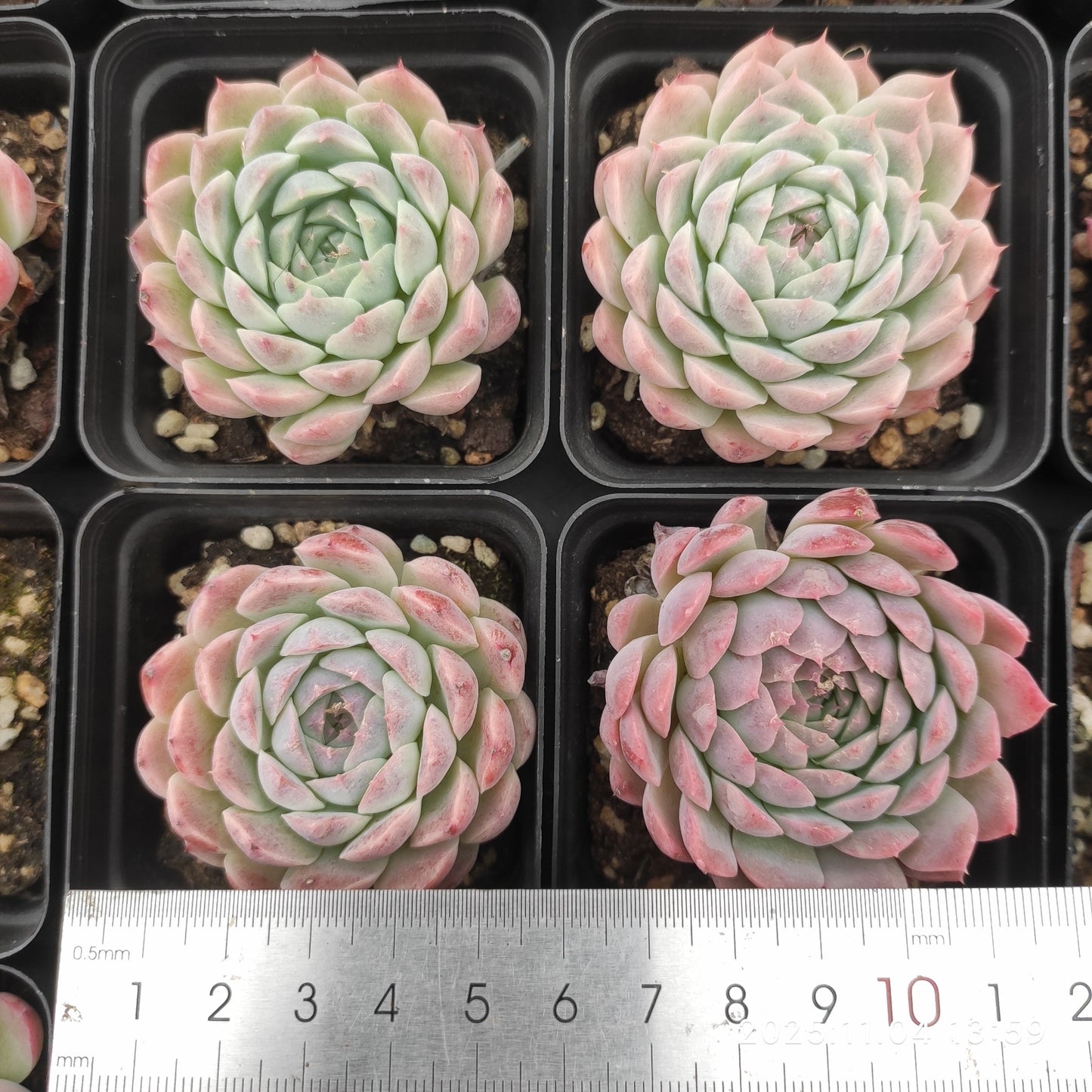 18907 カーベラー（7cm pot）