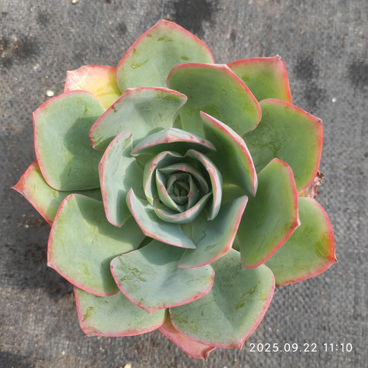 ZAJ068 ブルーライト（11cm pot）