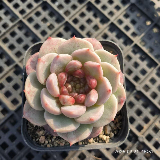 HH136 レッドベルベット（5cm pot）