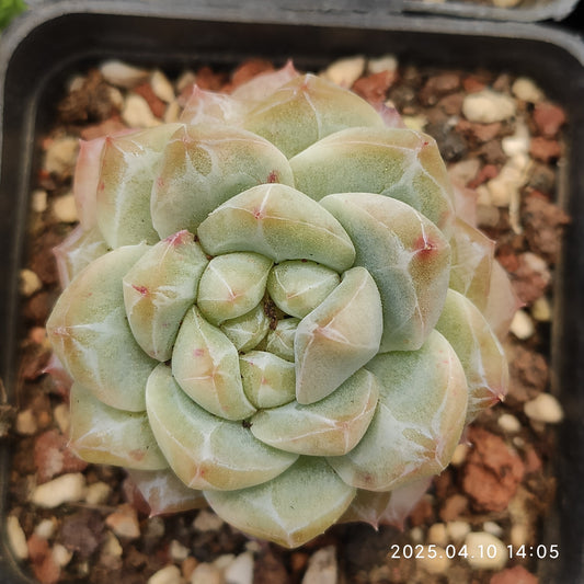 NGN644 ダイヤモンド ジェニー（7cm pot）