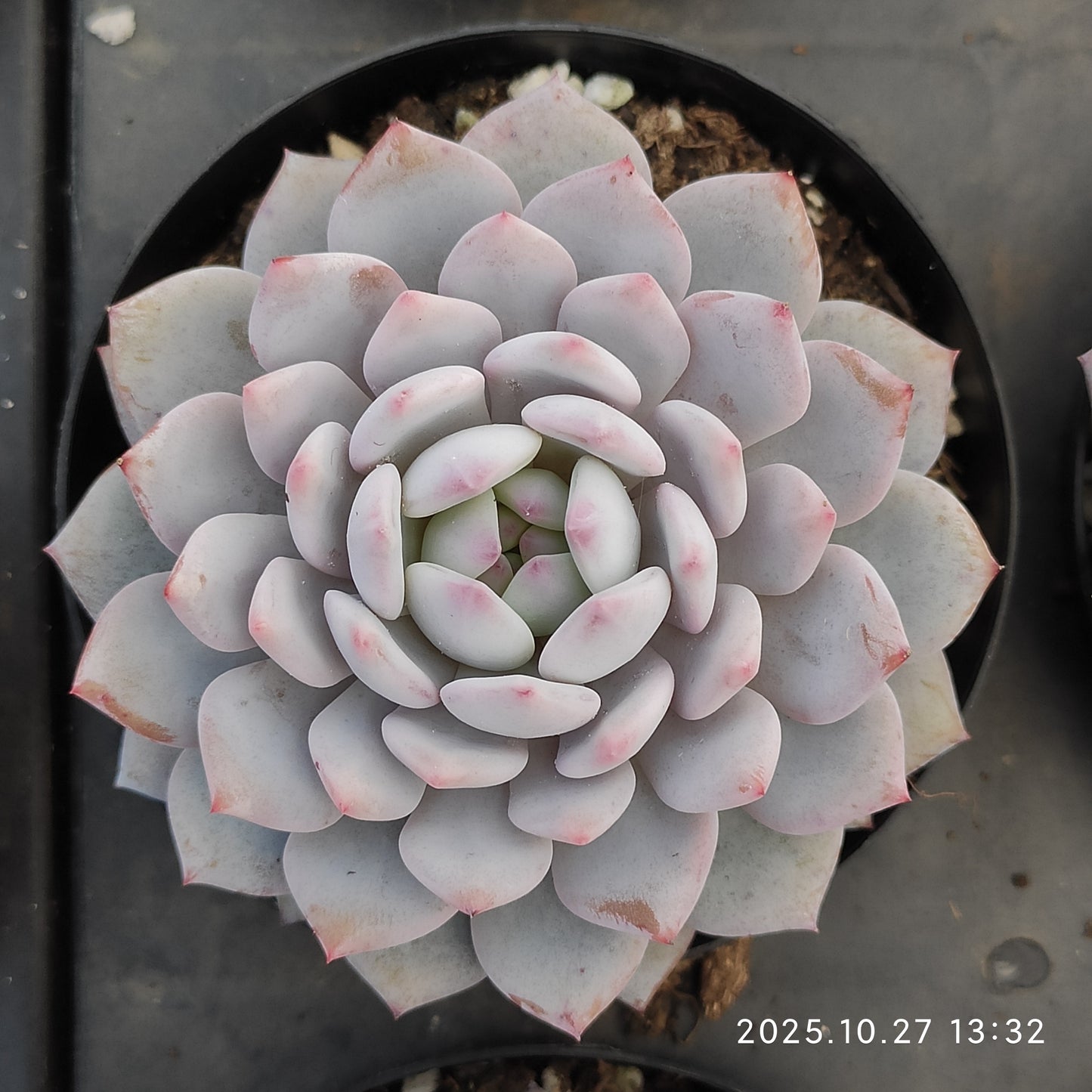 HG123 ジェード　モンロー（9cm pot）