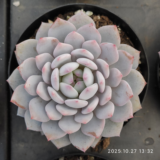 HG123 ジェード　モンロー（9cm pot）