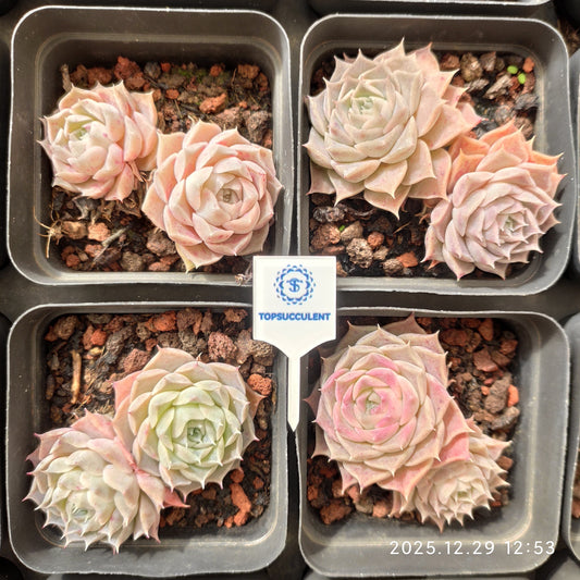 24093 ヘレナーHyb