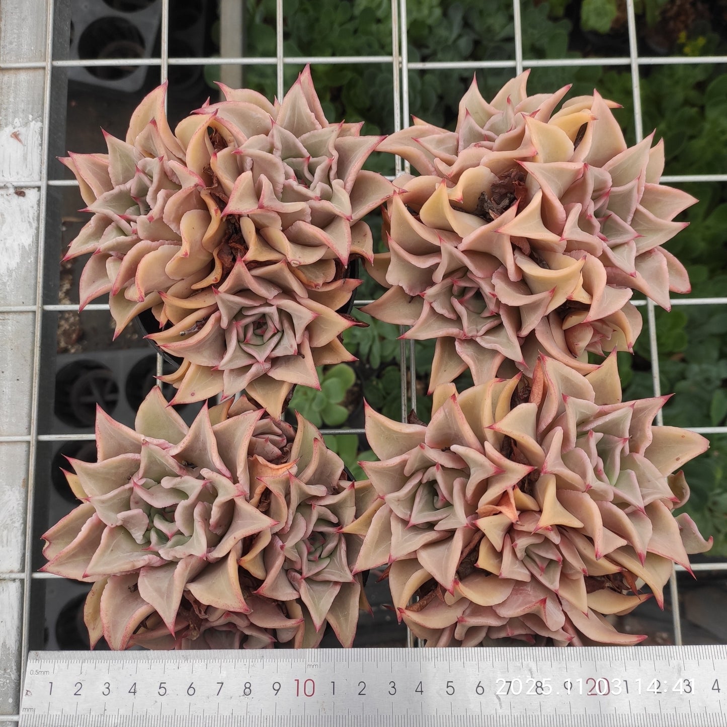 18477 マディバ（11cm pot）