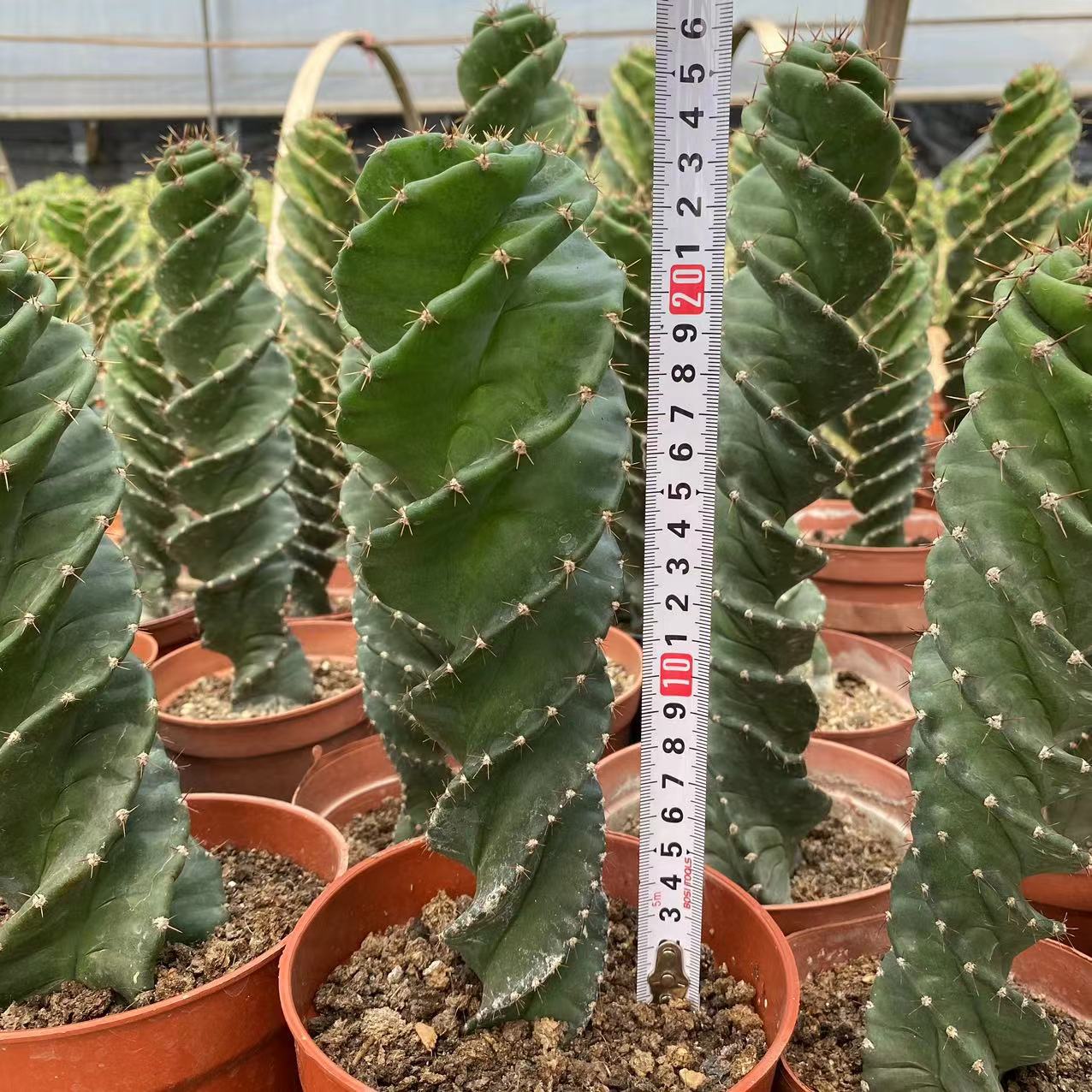 ZL098  セレウス ペルビアナス（9cm pot）