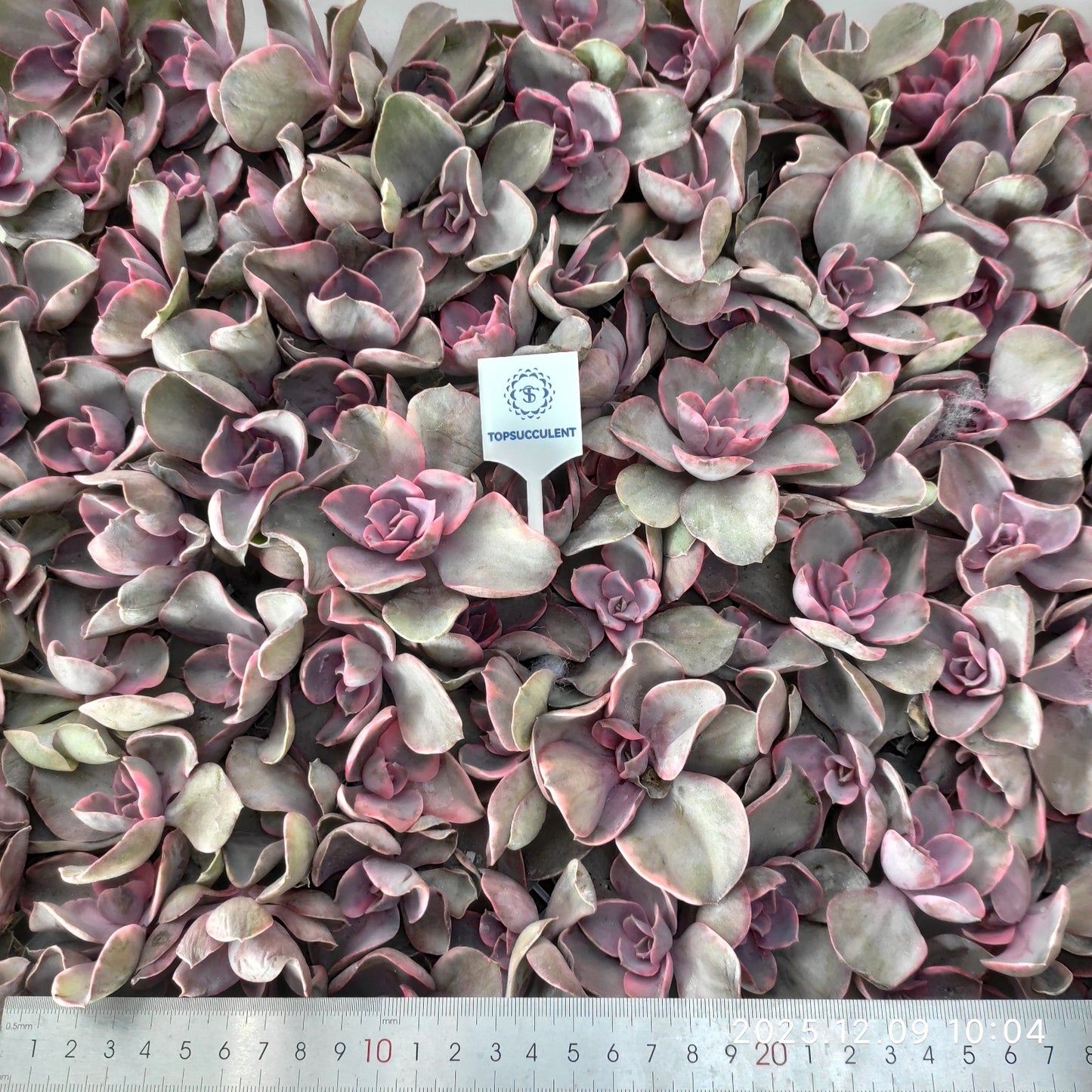 220748 ウエストレインボー（カット苗）