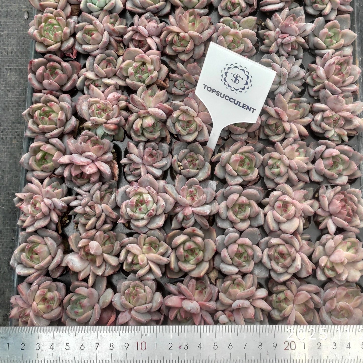 22145  オレンジモンローQ（3cm pot）（ポット苗）