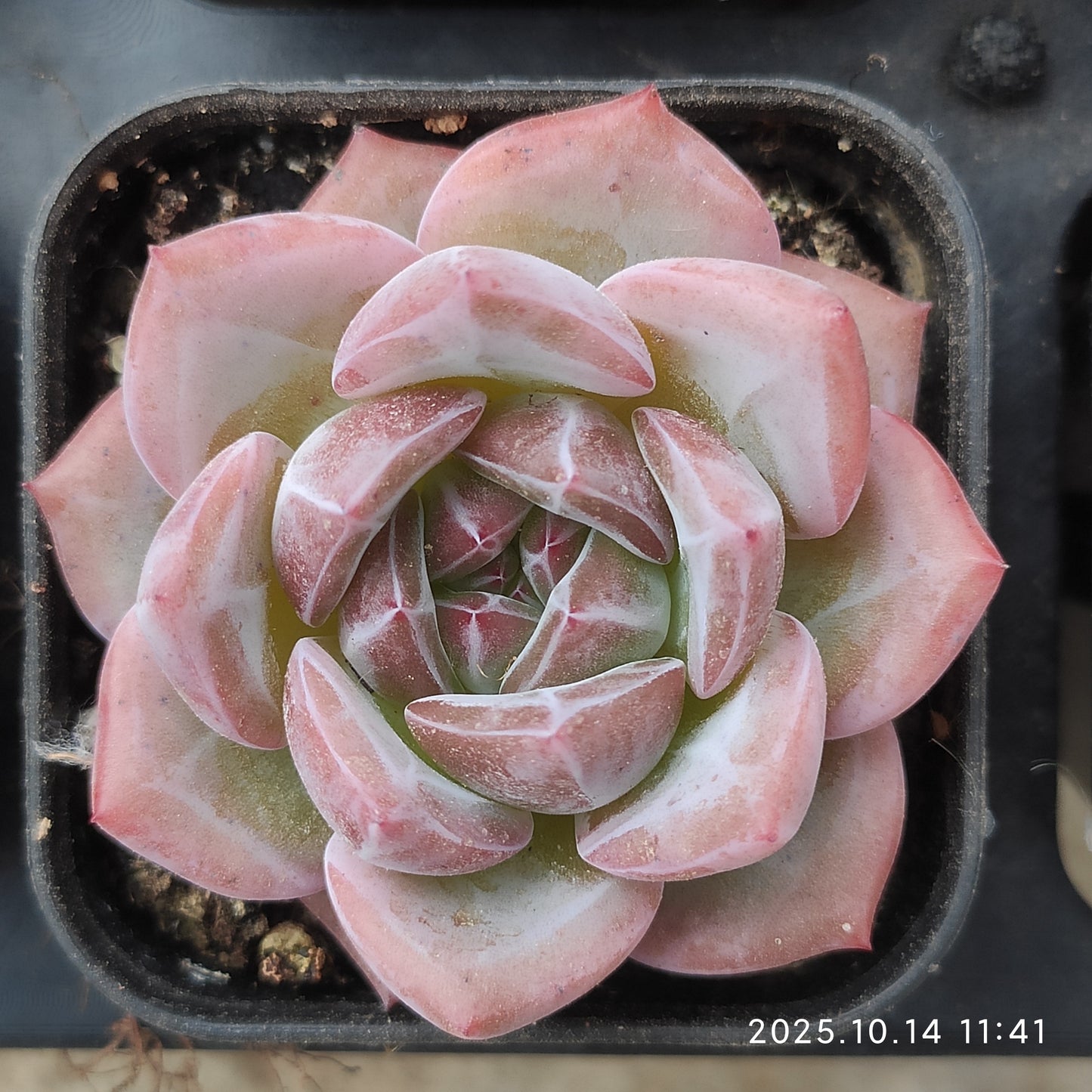 WWA406 シャンペーンHyb（5.5cm pot）