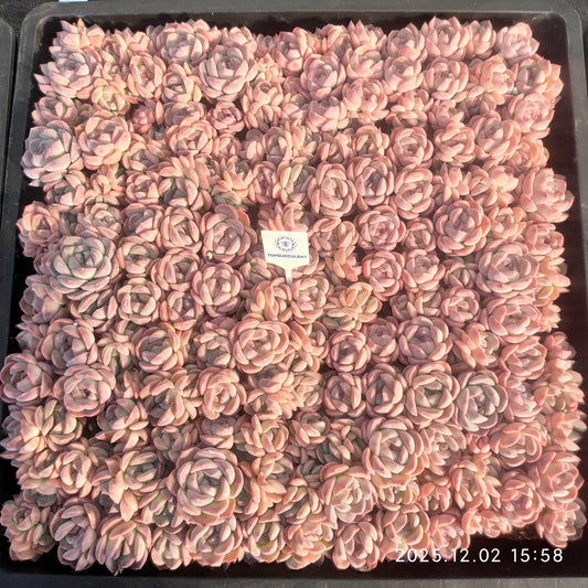 23058 ピュア　ラブHyb（5cm pot）（ポット苗）