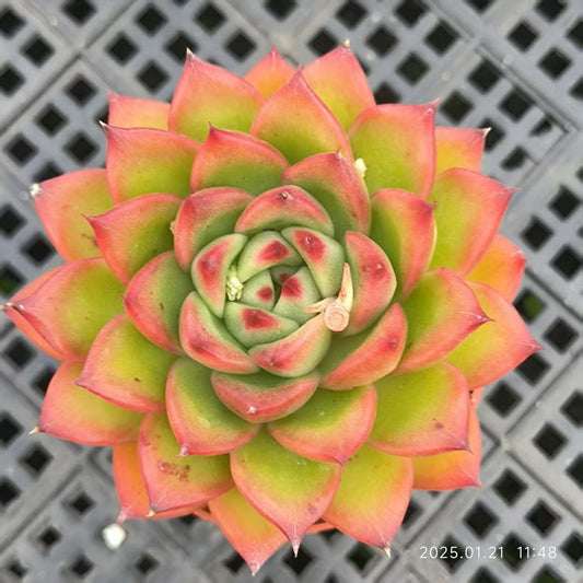 LYC172 アガボイデス(6.5cm pot)