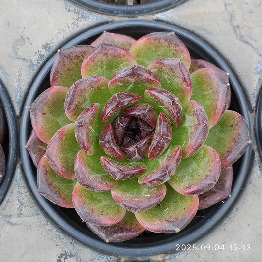 MMY1183 アイスランディック　コフィー（9cm pot）