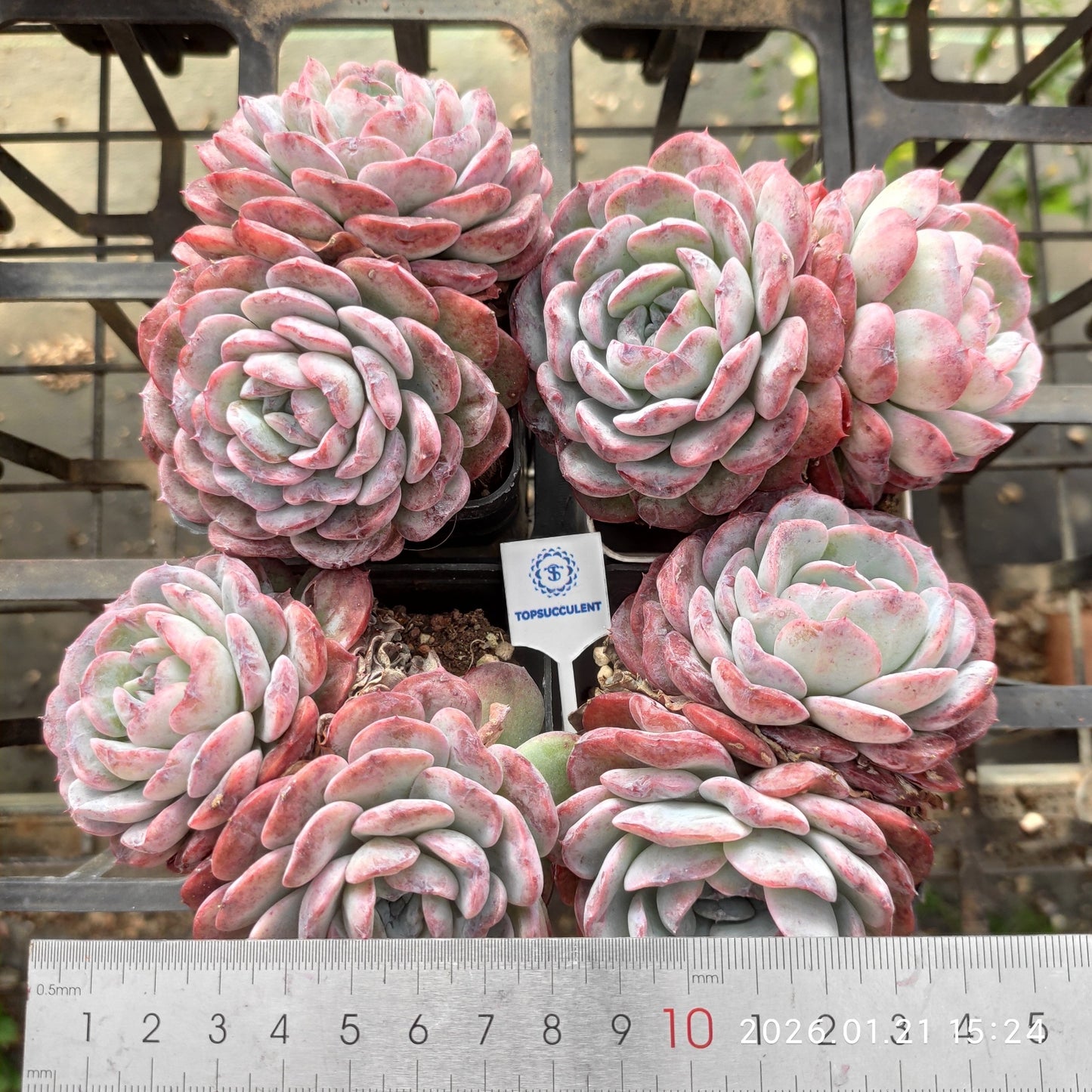 25140 ブライト　ラブ