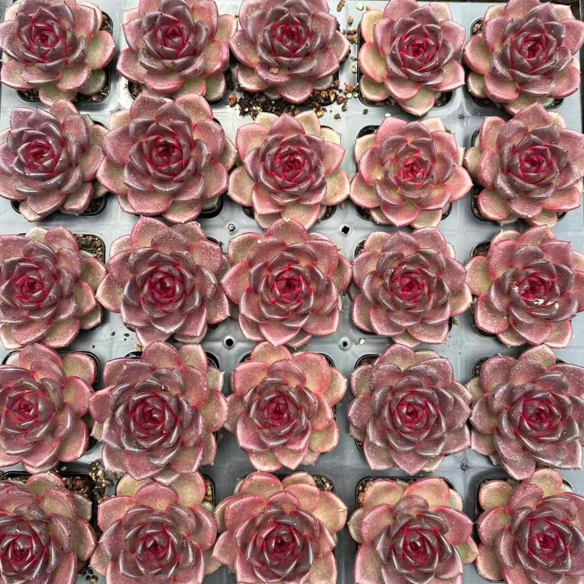 22637  ノーウィージン　フォレスト（7cm pot）